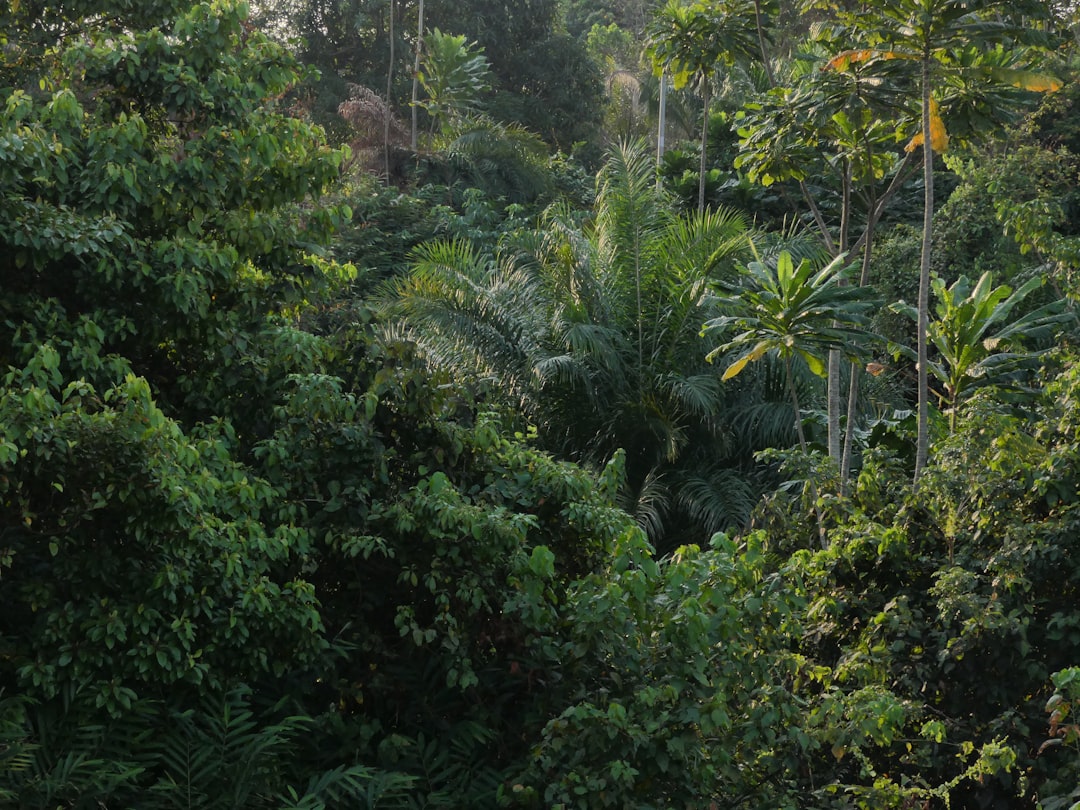 Gabon rainforest ecotourism — entering the jungle