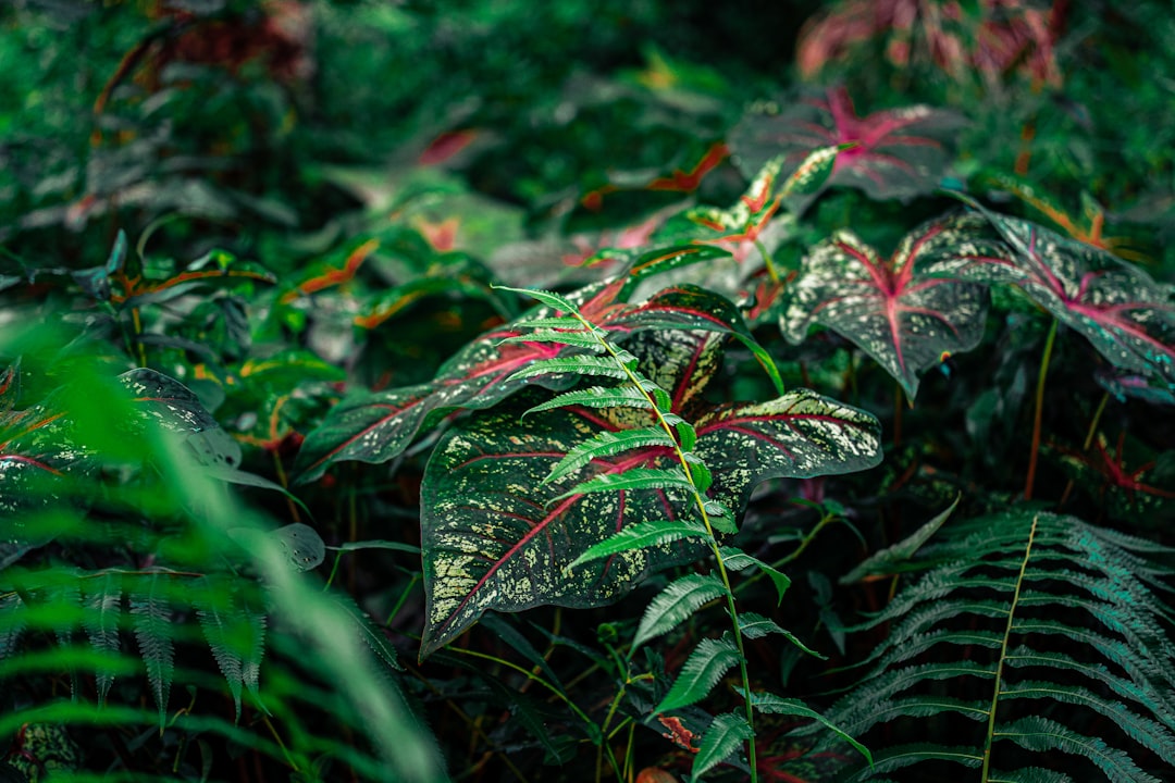 Dense Gabon rainforest canopy