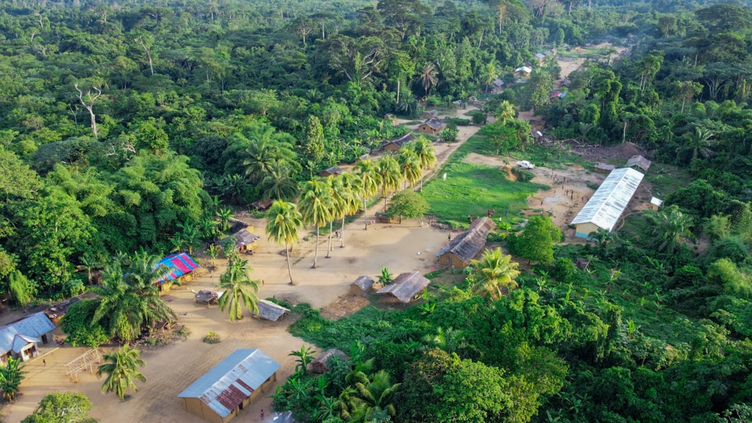 Moukalaba-Doudou rainforest, Gabon gorillas