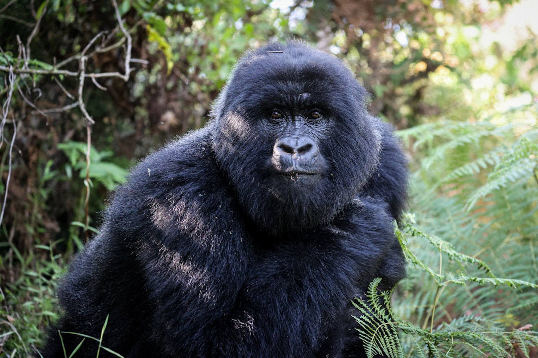 Western lowland gorilla in Gabon rainforest